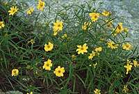 Helianthus porteri