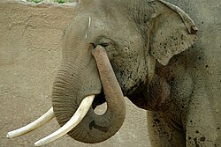 Elefante