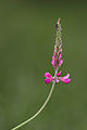 Onobrychis viciifolia (Sainfoin) and Ixodes scapularis (Deer Tick)