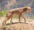 Kojote (Canis latrans)