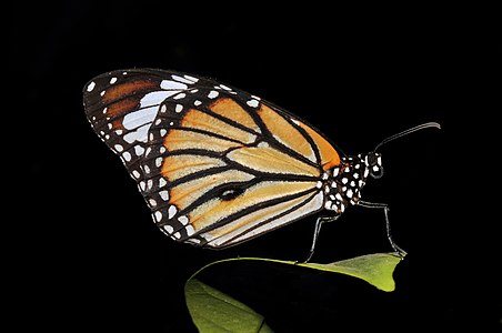 Danaus genutia (Common Tiger)