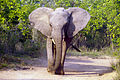 * Nomination Elephant (Loxodonta africana), Kruger National Park. --Godot13 00:05, 1 March 2013 (UTC) * Promotion Good quality. --Poco a poco 21:36, 1 March 2013 (UTC)