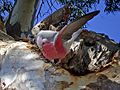 Galah protegendo seu ninho (Foto: Surukuku)