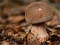 Perlpilz (Amanita rubescens)