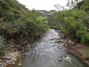 Moniquirá daryosi