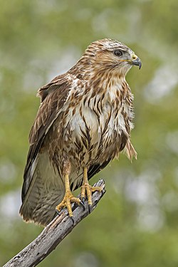 Steppe buzzard by Charles J. Sharp