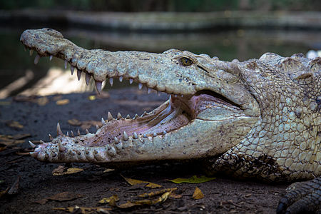 Crocodylus acutus (American Crocodile)