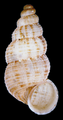 May 15: shell of Diplopoma species