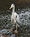 Ardea cinerea, Es: Garza real Ga: Garza real