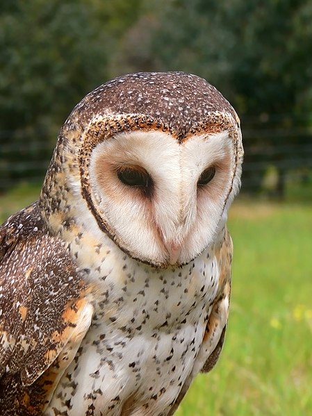 File:Masked owl mask4441.jpg