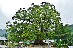 野間の大ケヤキ