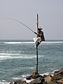 Pêcheur sur échasse au Sud-Est de Galle - Sri Lanka