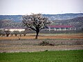 Villamayor de Gállego