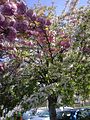 arbre à fleurs blanches et roses