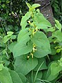 Фрондозная кисть у кирказона ломоносовиднного (Aristolochia clematitis)