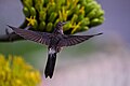 * Nomination Giant hummingbird at Auquisamaña Grove, La Paz - Bolivia -- Joseloop 16:51, 19 September 2024 (UTC) * Promotion  Support Good quality. --Lvova 20:41, 20 September 2024 (UTC)