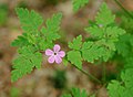 * Nomination: A flower of Geranium robertianum (Herb Robert). --MrPanyGoff 11:22, 20 March 2013 (UTC) * Review The flower is sharp, but the image could use more brightness. The histogram can definitely go up. --Tupungato 11:32, 20 March 2013 (UTC)  Done Brighter version uploaded. Is it enough?--MrPanyGoff 12:53, 20 March 2013 (UTC)