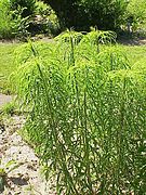 Helianthus salicifolius