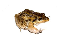 Description de l'image Leptodactylus insularum Barbour 1906.jpg.