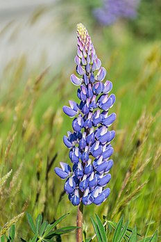 Grappe d'un lupin des jardins. (définition réelle 3 080 × 4 620)