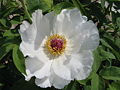 Paeonia ostii