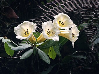 Rhododendron dalhousieae