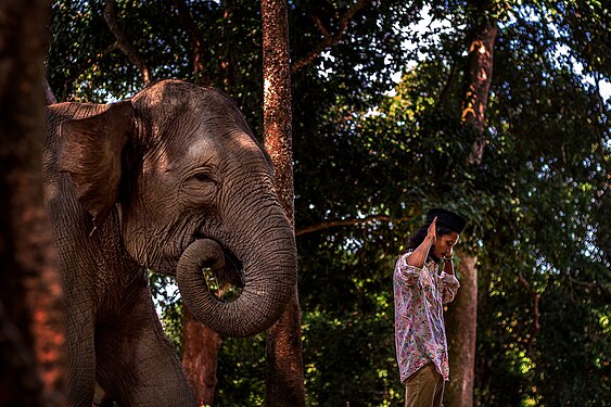 The Mahout Photograph: Agustinuselwan