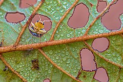 Second place: A leaf beetle (Aulacophora indica) looking out from a leaf hole of Alnus nepalensis tree in Chitwan National Park, Nepal. 帰属: Mildeep (CC BY-SA 4.0)