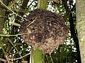 Ant nest on bamboo tree