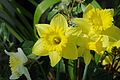 * Nomination Bunch of flowers with daffodils (Narcissus pseudonarcissus ), France. --JLPC 18:30, 8 March 2013 (UTC) * Promotion Good quality. --Poco a poco 20:26, 8 March 2013 (UTC)