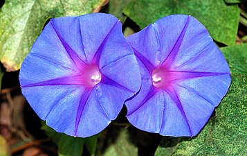 Meresinine lehtertapp (Ipomoea acuminata)