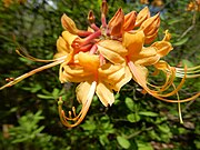 Rhododendron austrinum, подрод Pentanthera