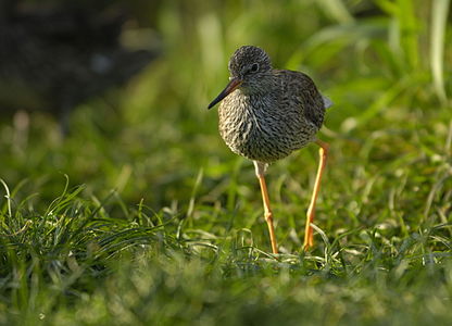 Kızılbacak (Tringa totanus) (Üreten: Norbert Potensky)