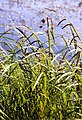 Carex acuta