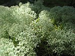 Musgo de rena (Cladonia rangiferina)