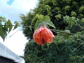 'Abutilon pictum'