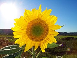 Paprastoji saulėgrąža (Helianthus annuus)