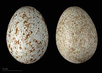 Turdus merula cabrerae - Museu de Tolosa