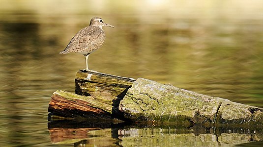 Doğal ortamındaki bir dere düdükçünü (Actitis hypoleucos).(Üreten:Flickr'dan Ben Fredericson)