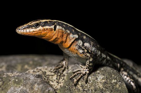 Lacerta oertzeni (Oertzeni's Rock Lizard)