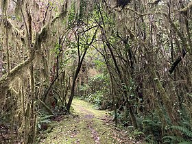 Cockayne Nature Walk