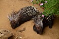 Cape porcupine