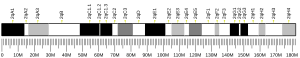 Chromosome 2 (souris)