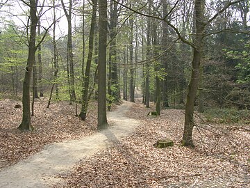 Bospad op de Paasberg