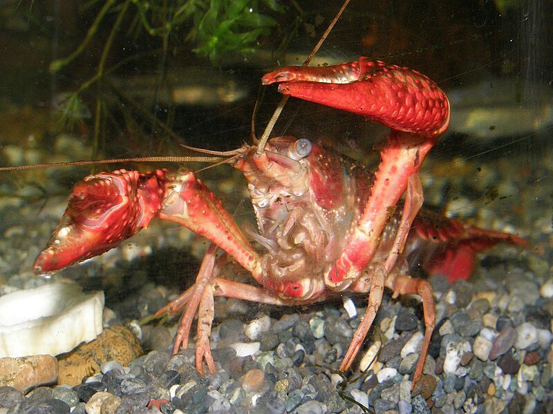 File:Procambarus clarkii9284477アメリカザリガニ.jpg