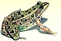 Northern Leopard Frog