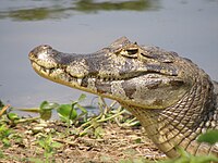 Tête de yacaré negro (Caiman yacare)