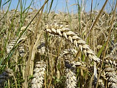 Triticum aestivum (blé), une Commelinidée.