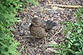 Amsel 21 Tage alt     blackbird 21 days old