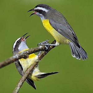 Bananaquit (Coereba flaveola) (Üreten: lbojarczuk)